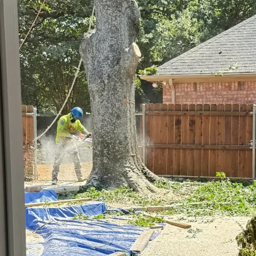 Texas Tree Tops tree removal job, photo 1