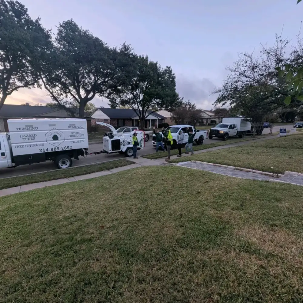 J Valdez Tree Services tree removal job, photo 1