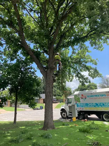 Texas Tree Tops tree removal job, photo 1